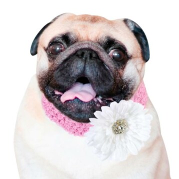 Flower Girl Halsband Hond