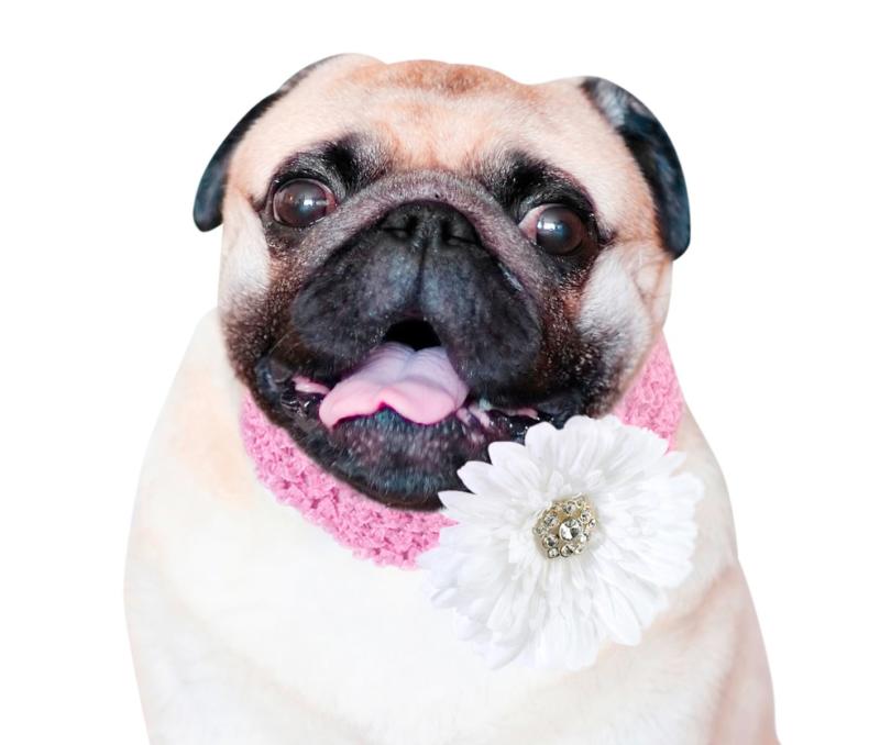 Flower Girl Halsband Hond